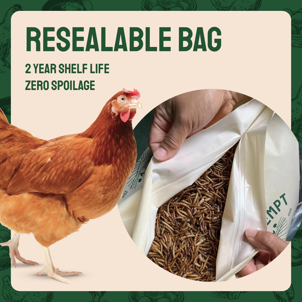 Hatortempt Bulk Dried Mealworms - 10 Lb Bag - Dried Mealworms for Chickens, Ducks & Wild Birds - High-Protein Chicken Feed & Bird Food