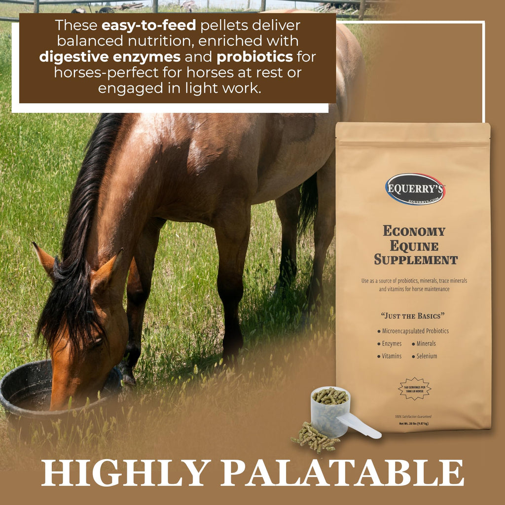 Equerry's Economy Equine Supplement - Horse Probiotics | Supplement for Horses | Horse Vitamins and Minerals Supplement with Enzymes and Selenium, 10lb