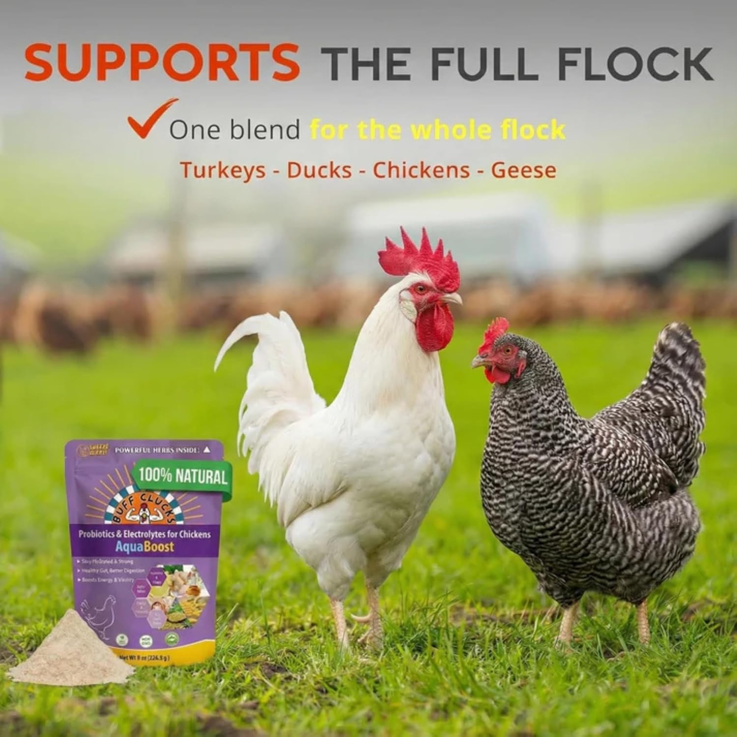Buff Clucks AquaBoost Probiotic + Electrolyte Powder for Chickens – Natural Hydration & Gut Support Supplemnet for Daily Wellness & Egg Production - Safe for All Flocks & Ages - USA (8 oz)