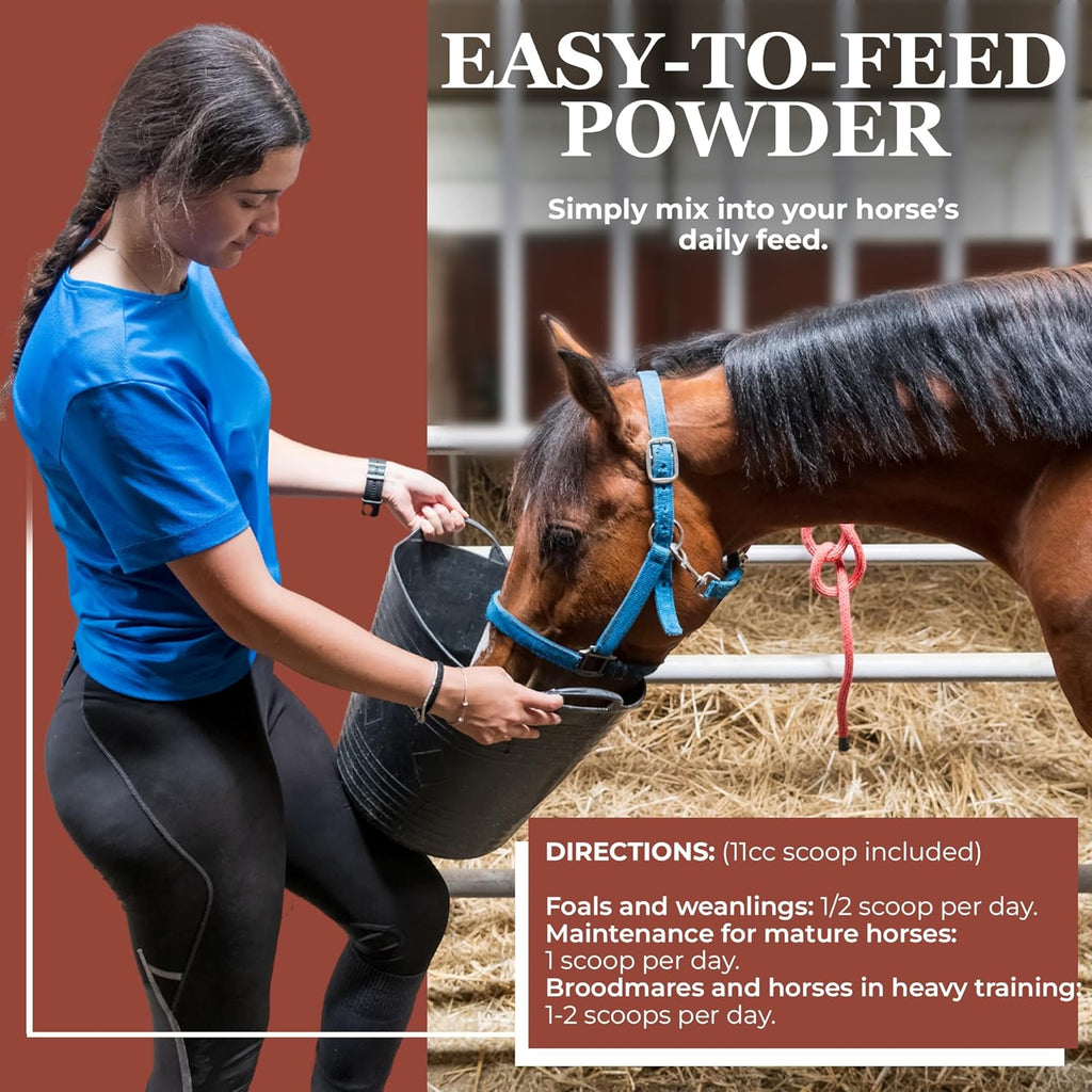 Equerry's Lysine Supplement for Horses | Lysine Powder Supplement for Muscle Support and Immune Health | Balances Forage-Based Diets | 5Ib Bag