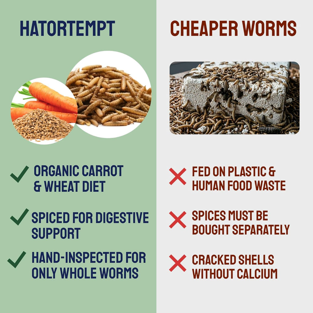 Hatortempt Spiced Black Soldier Fly Larvae for Chickens 10lb - High-Calcium Worm Treats for Laying Hens - Coated with a Chili Mix for Chickens