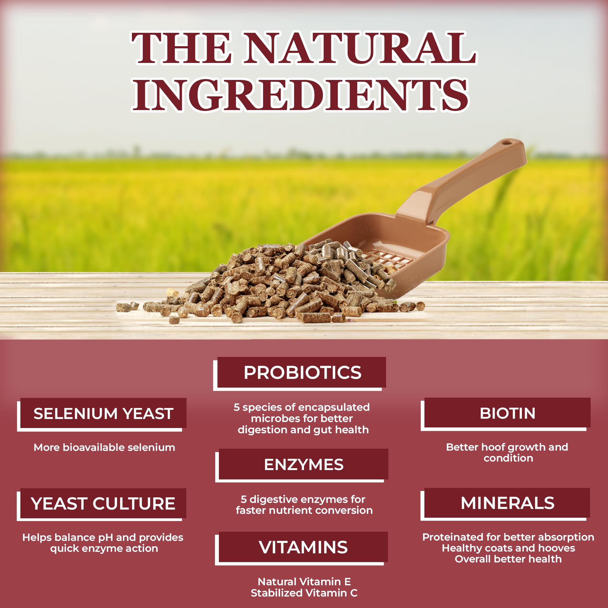 Equerry's Choice Horse Pellets - Complete Nutritional Supplement | Digestive Enzymes | Chelated Vitamins and Minerals | Horse Supplements | 5 lb