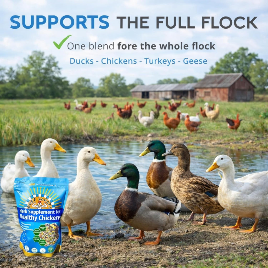 Buff Clucks Herb Supplement for Ducks - Natural Waterfowl Treat, Botanical Duck Feed Additive, Plant-Based Flock Support for Egg Production, Feather Health & Daily Wellness, Handcrafted in USA (12 oz)