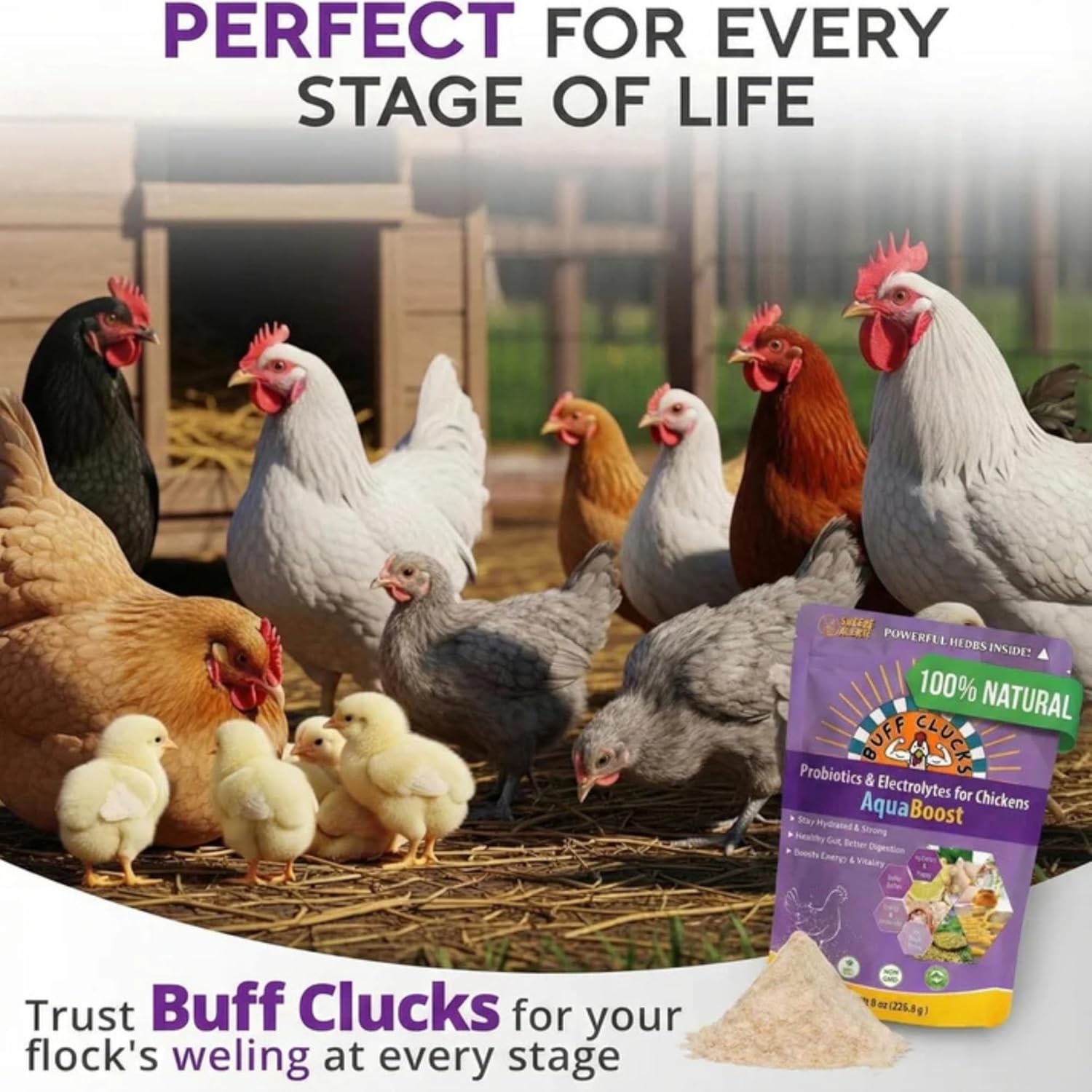 Buff Clucks AquaBoost Probiotic + Electrolyte Powder for Chickens – Natural Hydration & Gut Support Supplemnet for Daily Wellness & Egg Production - Safe for All Flocks & Ages - USA (8 oz)
