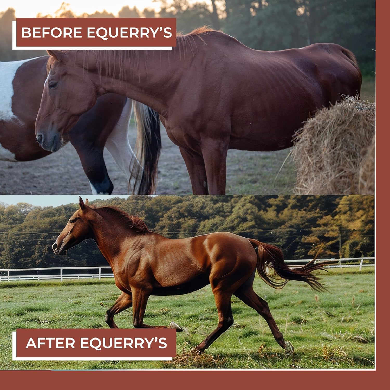 Equerry's Lysine Supplement for Horses | Lysine Powder Supplement for Muscle Support and Immune Health | Balances Forage-Based Diets | 5Ib Bag