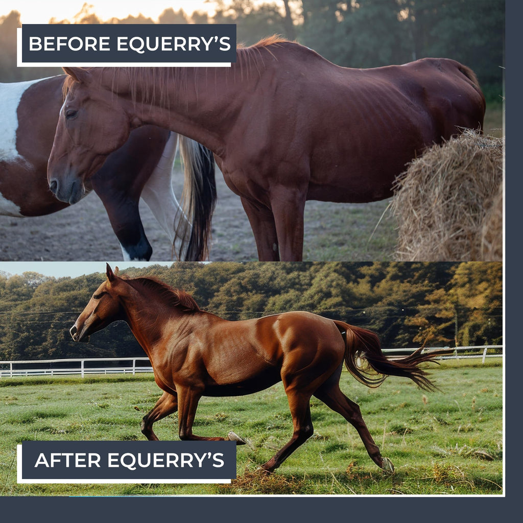 Equerry's Combined RX 4 Way | Equine Nutritional Support | Complete Formula | Digestive and Joint Support | Hoof & Hair | Probiotics Vitamins & Minerals 160 Feedings, 20lb.